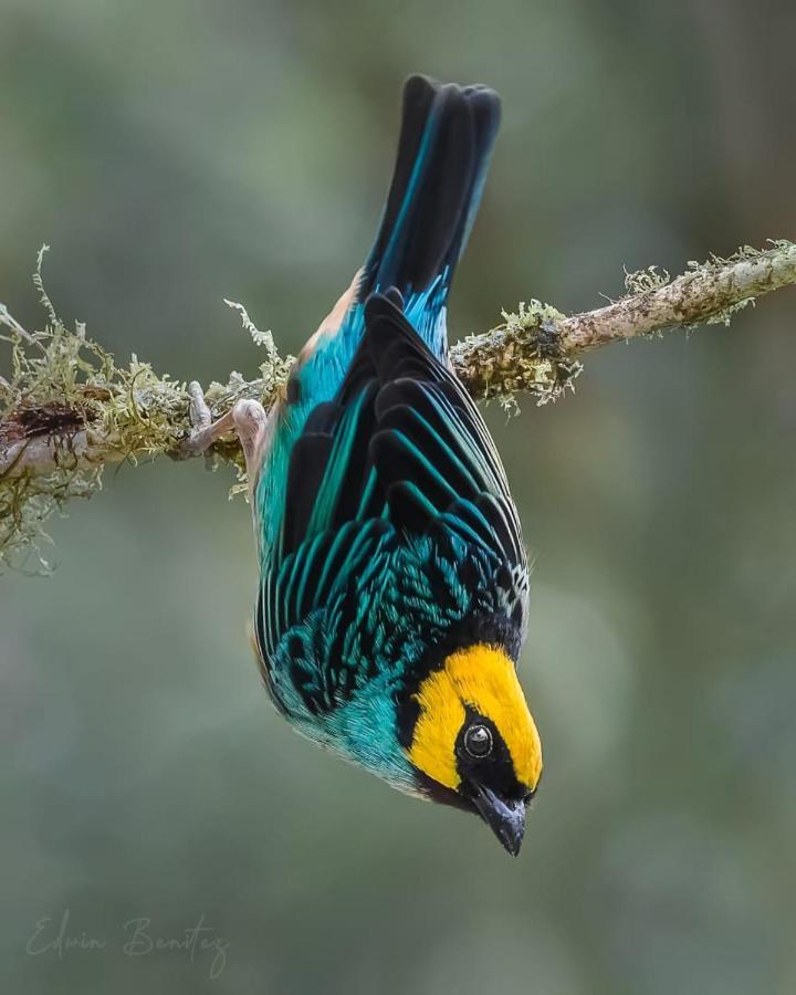 Bosque De Niebla Birding & Nature Кали Екстериор снимка
