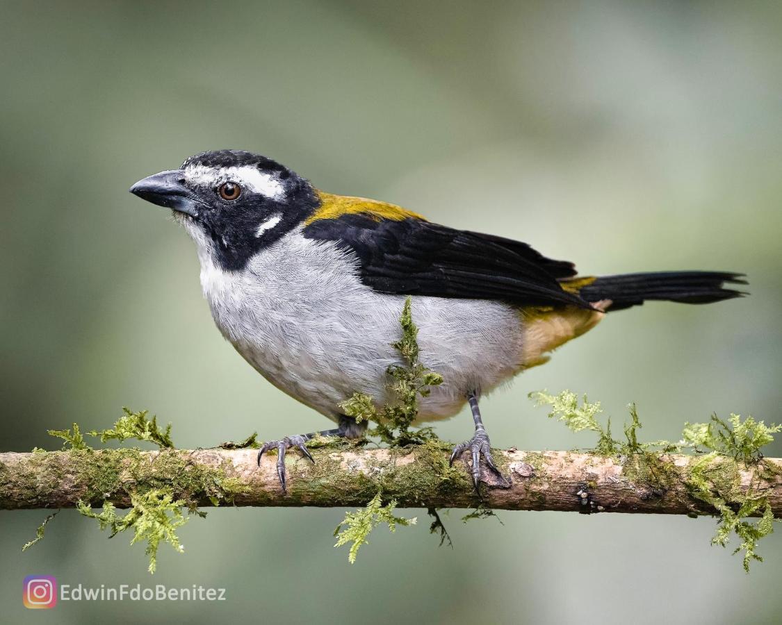 Bosque De Niebla Birding & Nature Кали Екстериор снимка